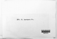Ostropa barbara image
